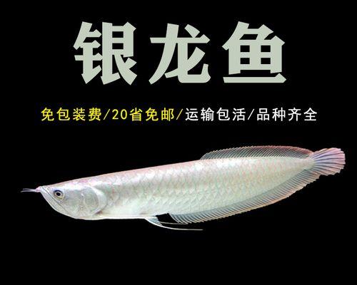 银龙的寿命与生命周期（探索银龙生命的奥秘与无限）