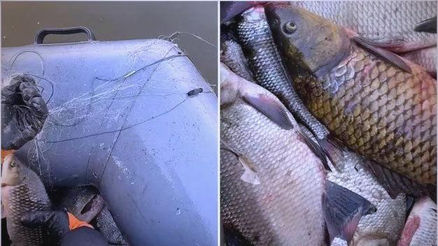 滑稽可爱的锯鱼（头顶一把锯子的锯鱼为何无法自救）