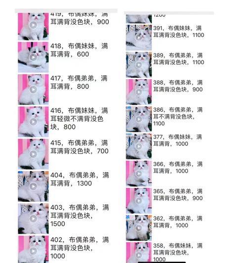 养猫前的等待（等待愈长，爱更深）