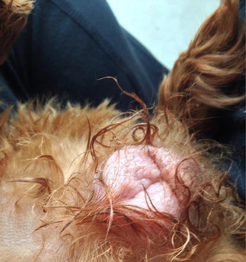 泰迪的生理周期及其（泰迪犬的生理期长短是多久一次？为你解答）
