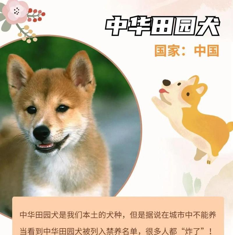 七种不在城市禁养名单里的狗狗（探索与发现）
