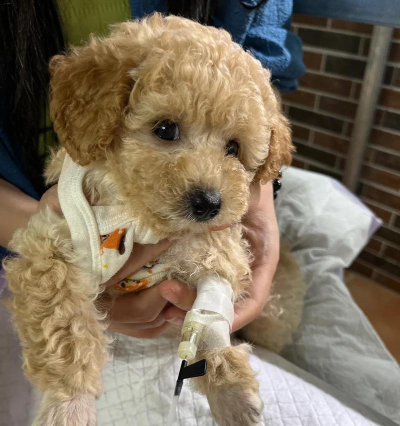 犬瘟病毒（揭开犬瘟病毒生命力的神秘面纱）
