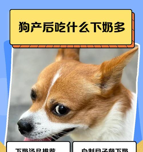 小狗饮奶时间安排（探讨小狗每次饮奶时间和量的合理安排）