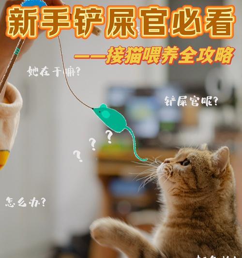 新手铲屎官的太精细化饲养表现（为什么太过精细化的饲养对新手铲屎官来说并非明智之举）