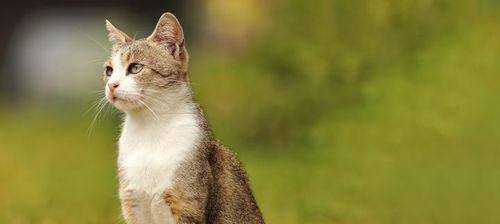 猫绦虫反复感染的原因及预防措施（揭秘猫绦虫为何频繁复发，掌握有效防治方法）