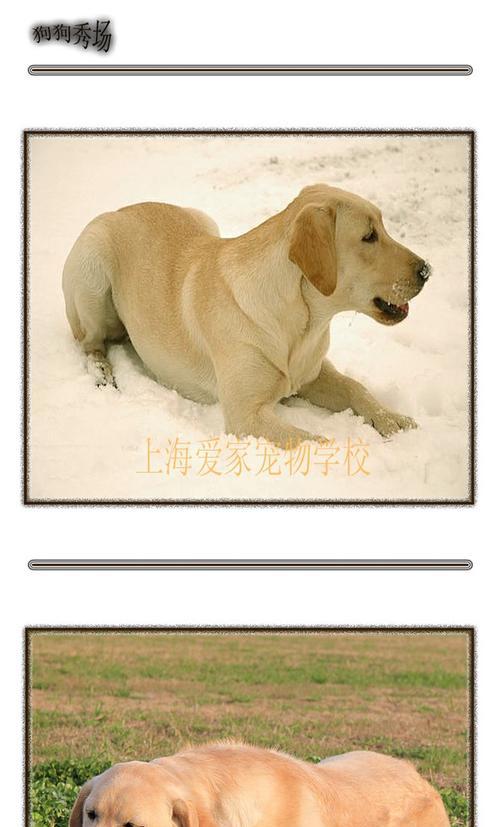 拉布拉多幼犬驱虫的时机与方法（拉布拉多幼犬何时应该进行驱虫以及如何正确进行驱虫）