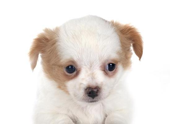 贵宾幼犬的眼睛睁开时间及发育过程（贵宾幼犬眼睛的发育时间表及眼部保健要点）