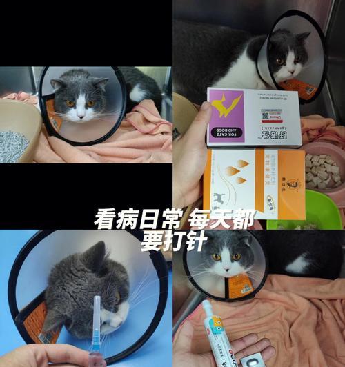猫咪身上跳蚤的处理方法（掌握正确的驱除方法，让猫咪健康快乐）