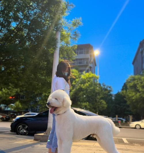 多人养巨型贵宾犬的原因（颜值高又粘人，很难不爱）