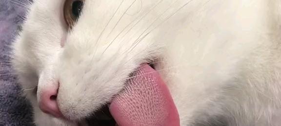 猫咪舌头上的小倒刺有什么作用？（探秘猫咪舌头上的小倒刺结构及功能）