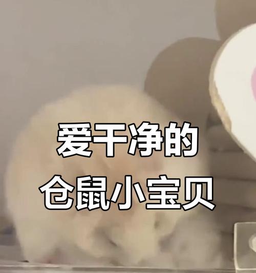 为什么小仓鼠不能用水洗澡？（合适的清洁方式及小仓鼠的卫生保健）
