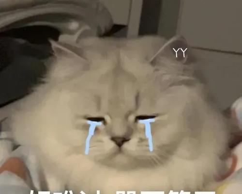 猫咪结扎后的心理反应（从猫咪角度看结扎手术的影响及恢复过程）