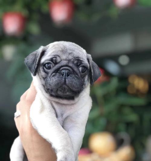 以巴哥幼犬价格及影响因素（血统、城市和公母性别对以巴哥幼犬价格的影响）