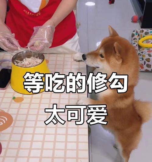 柴犬饮食管理（合理控制饭量的注意事项及每日进食量调整指南）