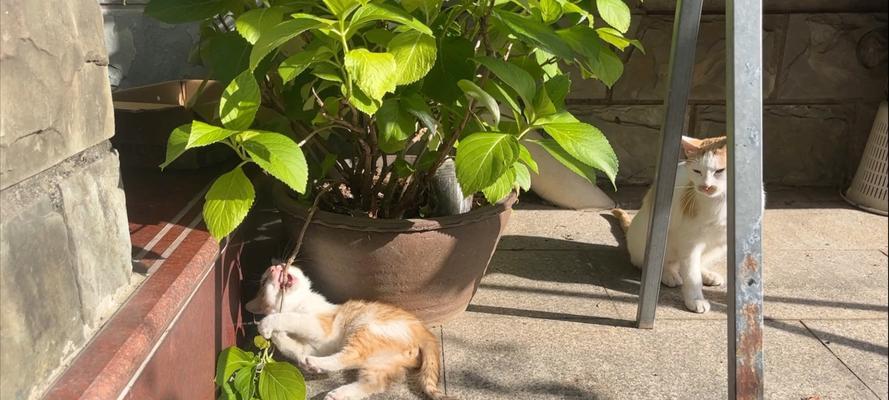 两个月大的小猫要睡多久？（探究小猫睡眠时间的奥秘）