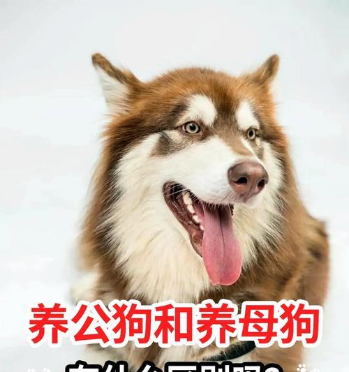 小狗养育之路（从幼犬到成犬的成长历程与关键因素）