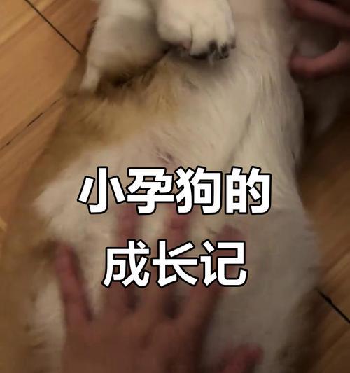狗狗妊娠的症状及相关注意事项（了解狗狗妊娠过程，保障健康幸福的宝宝成长）