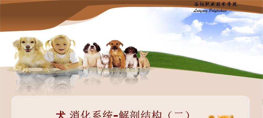 犬常见的消化系统问题及其预防与治疗（解析犬常见的胃肠道疾病，为你的爱犬提供健康的消化系统保护）