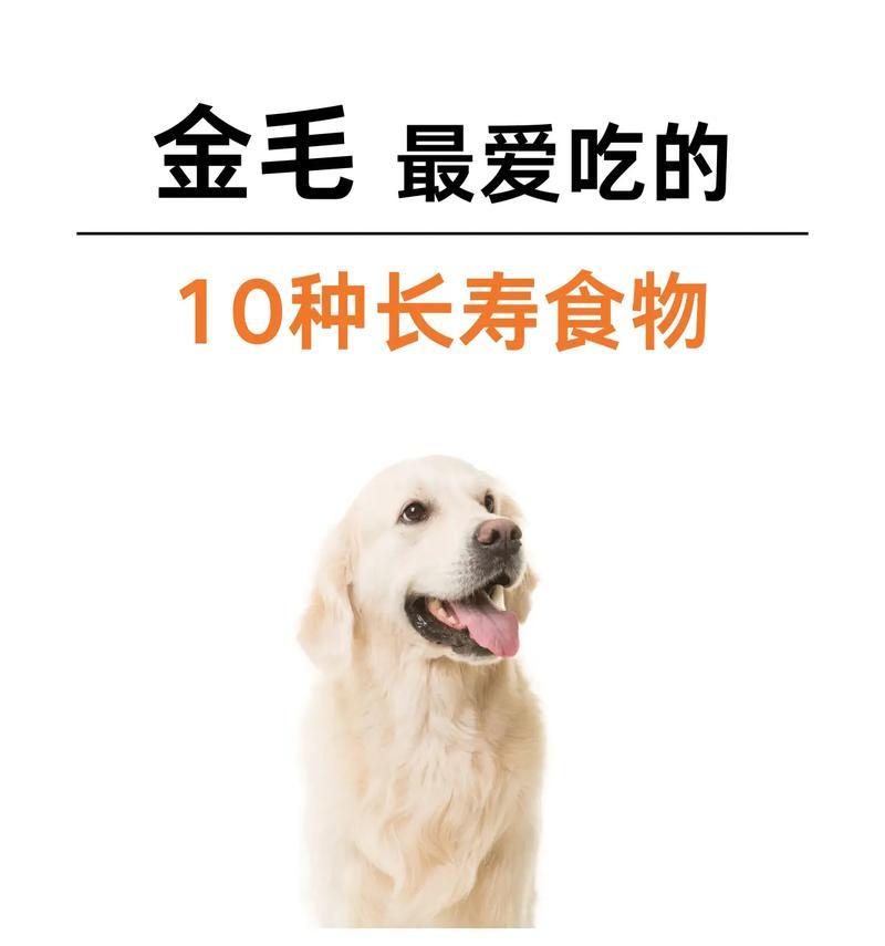 金毛犬寿命取决于主人的饲养方式（金毛犬的长寿之道在于正确的饲养和照顾）