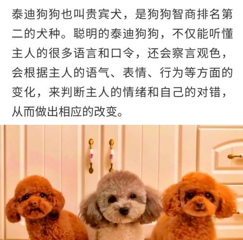 掌握狗的训练口令，打造听话宠物（提升狗狗的训练效果，让口令更有力）