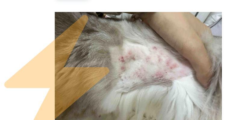 猫毛对人体健康的影响及正确处理方法（猫咪掉毛如何避免对健康造成损害）