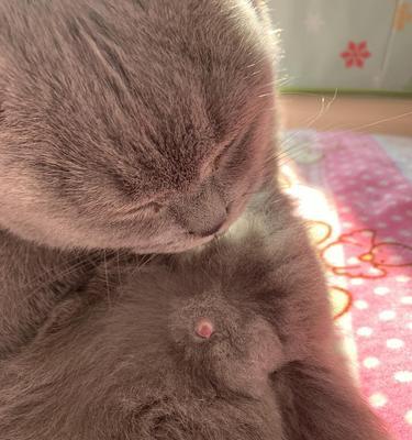 绝育后的公猫，丁丁倒刺是否会消失？（揭开公猫绝育后丁丁倒刺的真相）