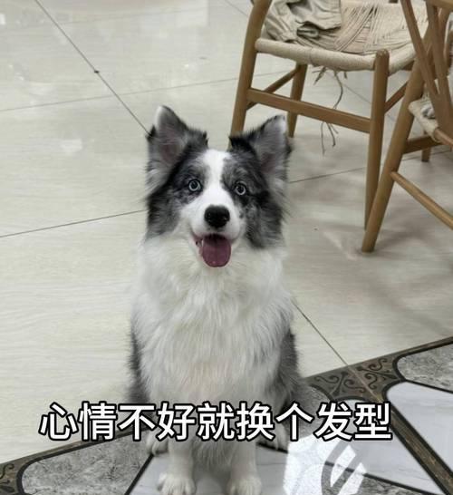 边牧毛换周期有多久？（了解边牧的换毛周期及相关护理知识）