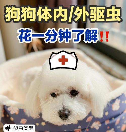 体外驱虫后，狗狗何时不再痒？（狗狗驱虫后的瘙痒缓解时间、）