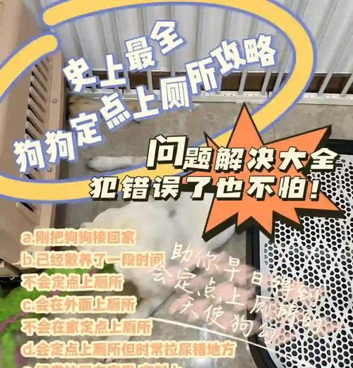 如何训练家养的狗不乱跑（定点延缓训练的关键步骤）