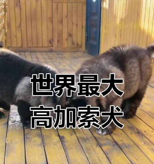 高加索犬价格受哪些因素影响？（解析高加索犬价格的内外因素，了解购买高加索犬的注意事项）