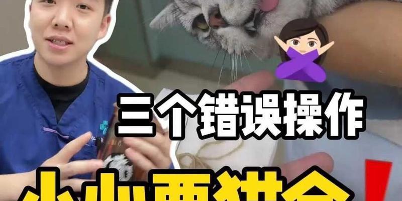 新手养猫咪，常见错误一次解析（揭秘新手养猫咪易犯错误，助你成为合格猫奴）