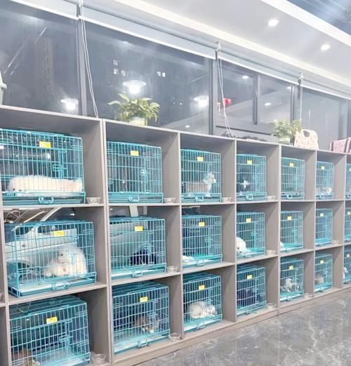 长沙犬养殖基地（探索长沙犬养殖基地，发现你心仪的毛茸伙伴）