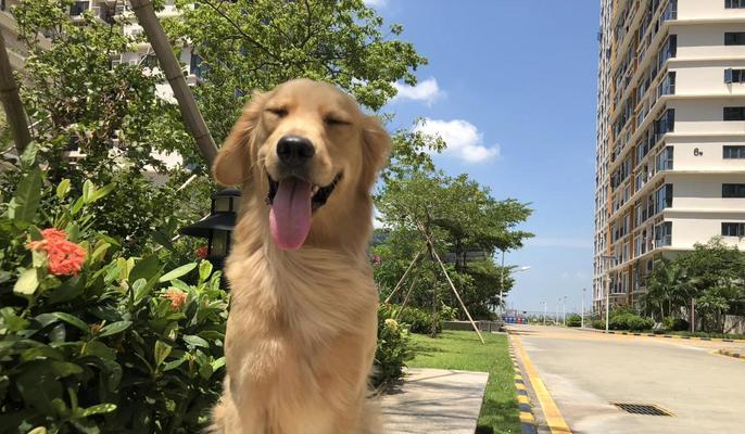 金毛犬寿命及如何延长其寿命（探究金毛犬的平均寿命和如何让它们更长寿）
