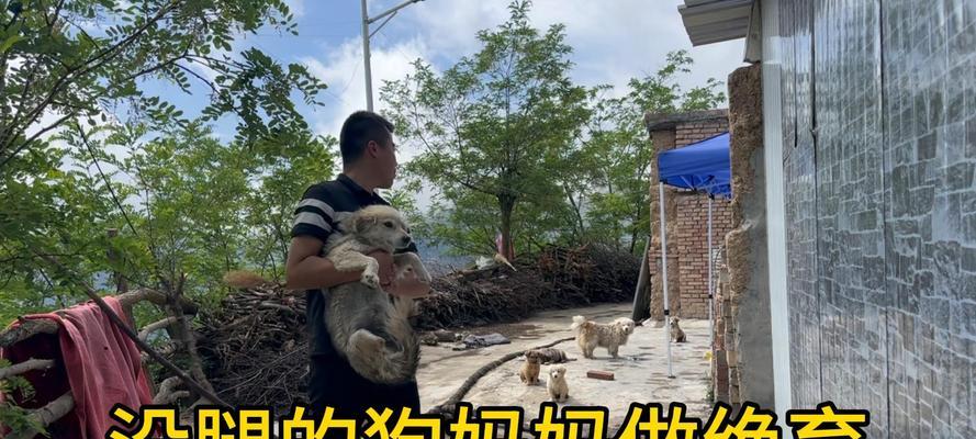狗狗断奶后多久能恢复？（了解狗狗断奶后的恢复时间，帮助您更好地照顾您的小狗）