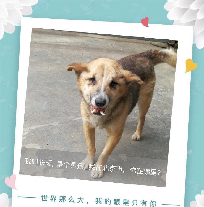 探索狗狗市场的多元平台选择（卖狗的平台哪家强？）