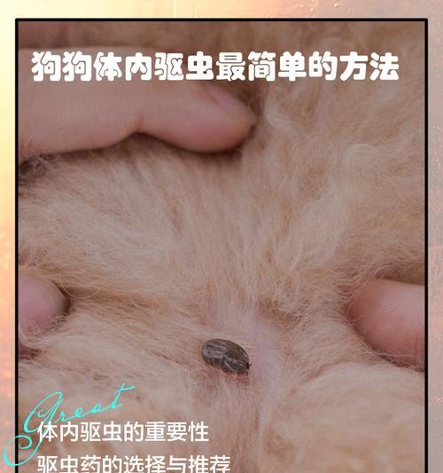 小狗驱虫时间规律与注意事项（了解小狗驱虫时间间隔的重要性及正确操作方式）