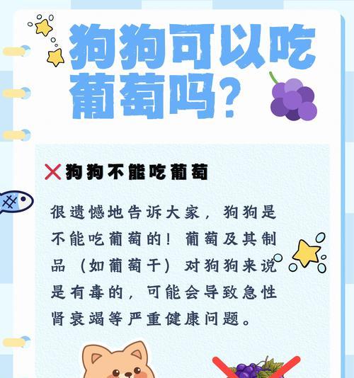 让狗吃零食的好处（提高健康、增加亲密感、训练有成果）