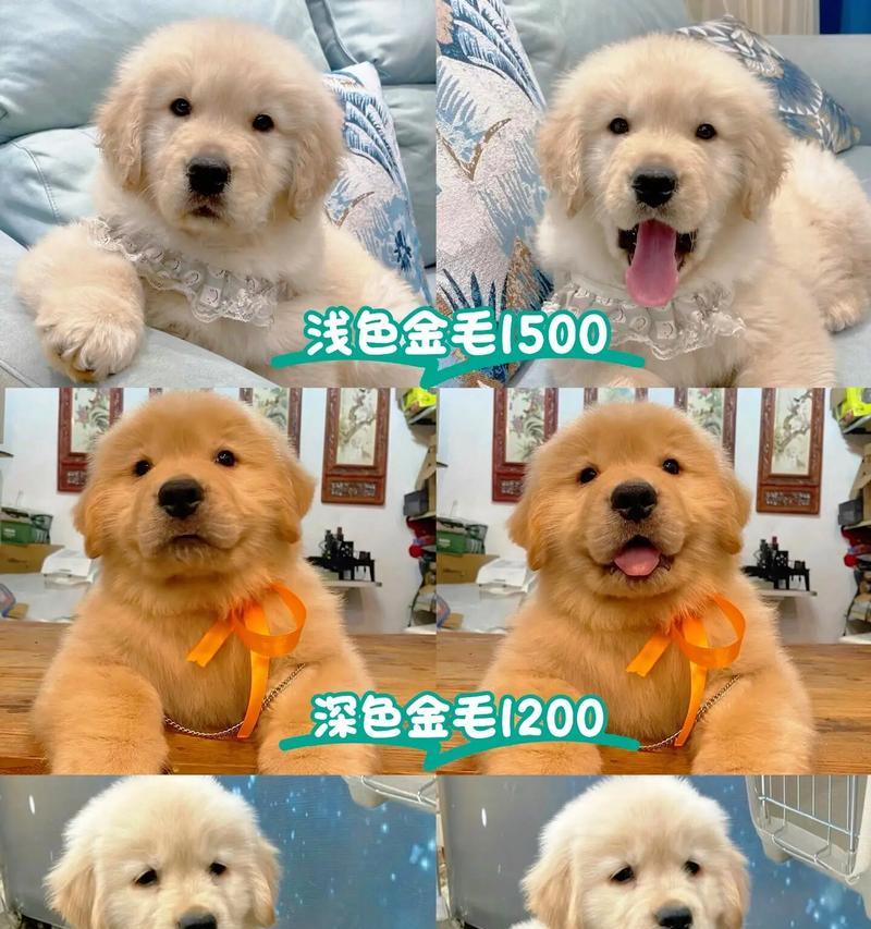 金毛幼犬的喂养指南（养护初期需注意的细节及其营养需求）