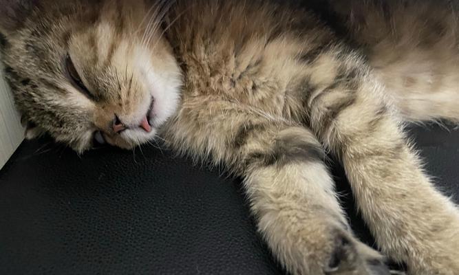 宠物猫的睡眠需求及合适的睡眠时间（宠物猫的睡眠时间与健康密切相关）