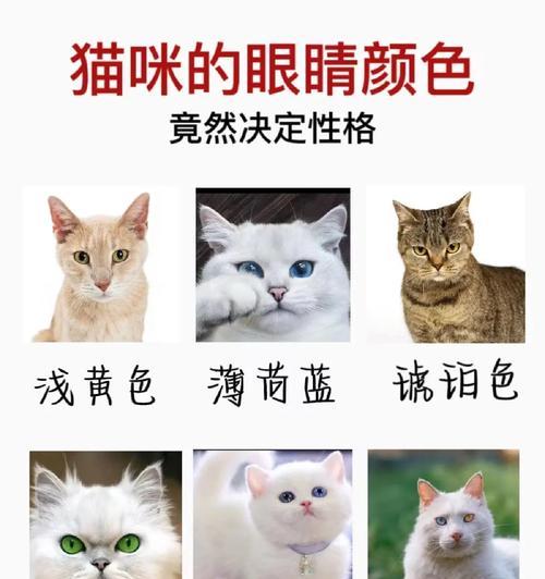 猫咪眼睛的颜色变化之谜（揭秘猫咪眼睛的神秘变色能力）
