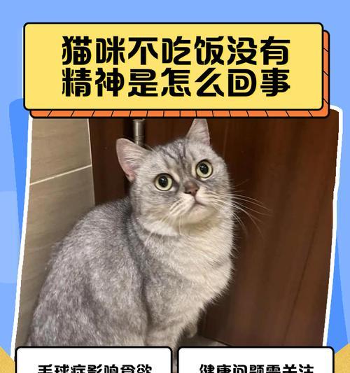 猫咪生病表现（了解猫咪身体异常的表现与原因，及时保护健康）