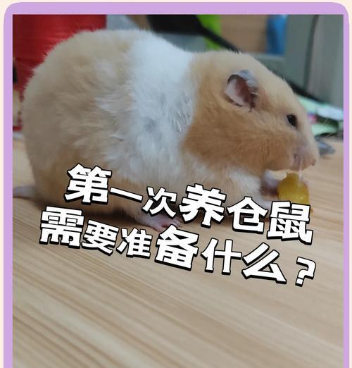 养仓鼠多久可以抓？（仓鼠成熟抓取时机及注意事项）