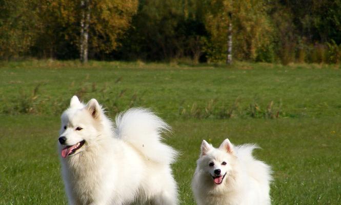 探秘纯种萨摩耶犬的五大特点（纯种犬的标志，你的狗纯吗？）