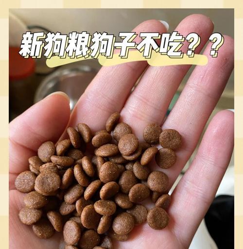 小狗的禁食之路（保护你的小狗，远离这些食材的诱惑）