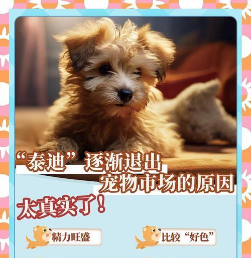 泰迪犬为什么总是把屁股翘起来？（探究泰迪犬屁股翘起的六个原因）