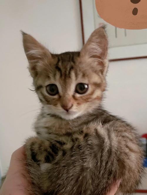 猫咬人的原因及其常被忽视的因素（探究猫咬人的原因，揭示常被忽视的因素）