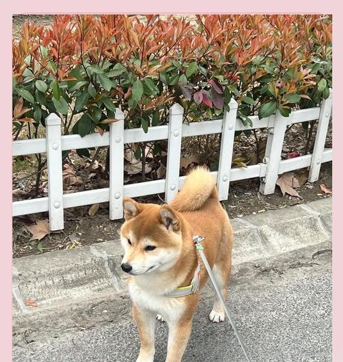 柴犬（探讨柴犬长毛和短毛的外观魅力与特点）