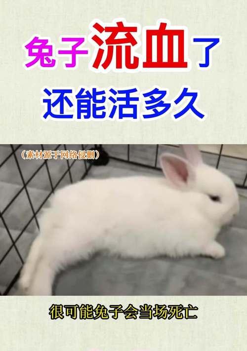 延长兔子寿命的方法及兔子的预期寿命（兔子寿命受哪些因素影响？如何让兔子健康长寿？）