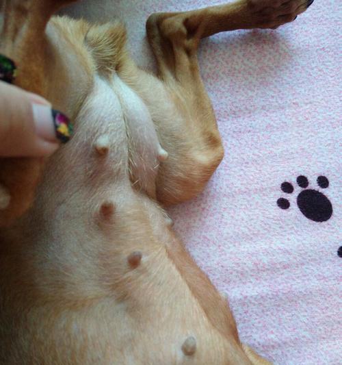 母犬怀孕期间肚子里的狗什么时候能确定没有了？（探索母犬怀孕期间狗胎消失的关键时刻）