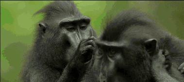 老鼠是否会记仇？科学证明揭秘（探究老鼠是否具备记仇能力的科学研究及结果）